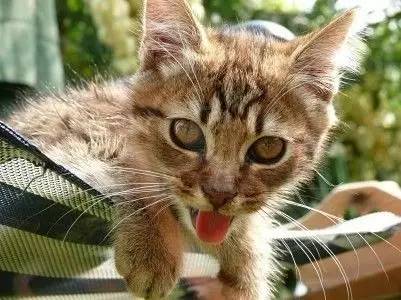 中暑猫咪,预防猫咪中暑的方法