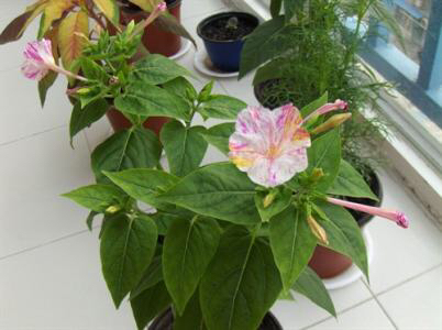 哪种花的种子最好养,什么花种子好养又长得快