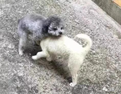 公狗被公狗纠缠怎么办,我家公狗一直叫怎么办