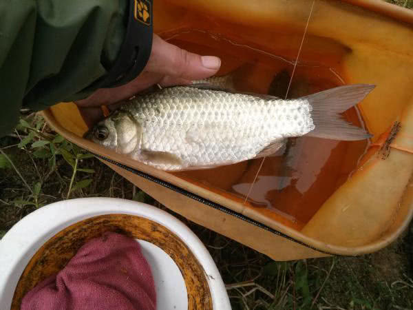 秋季钓鱼的正确方法,秋季钓鱼技巧选饵料