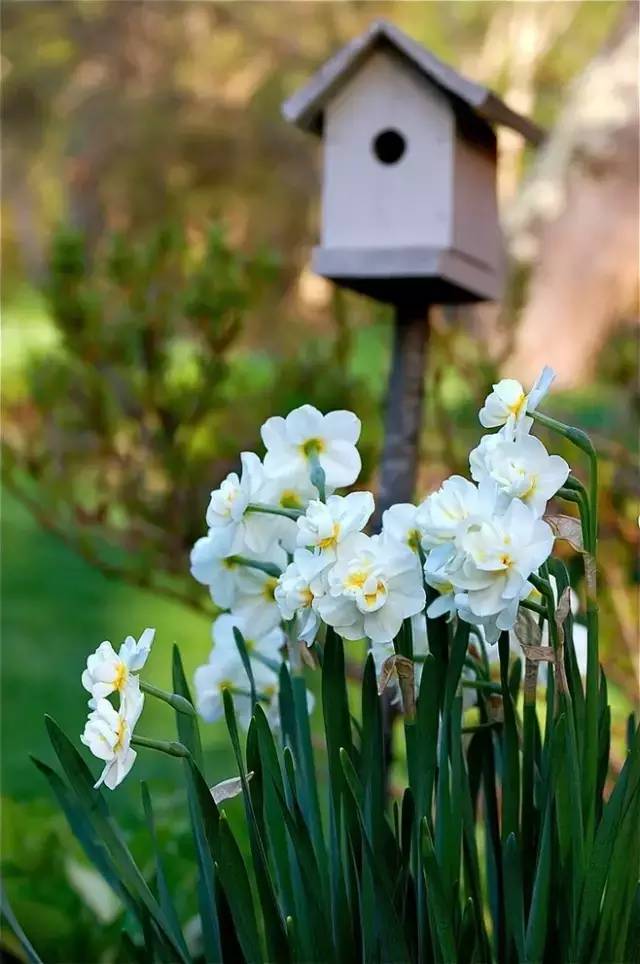 赏花时间表,赏花季节及图片