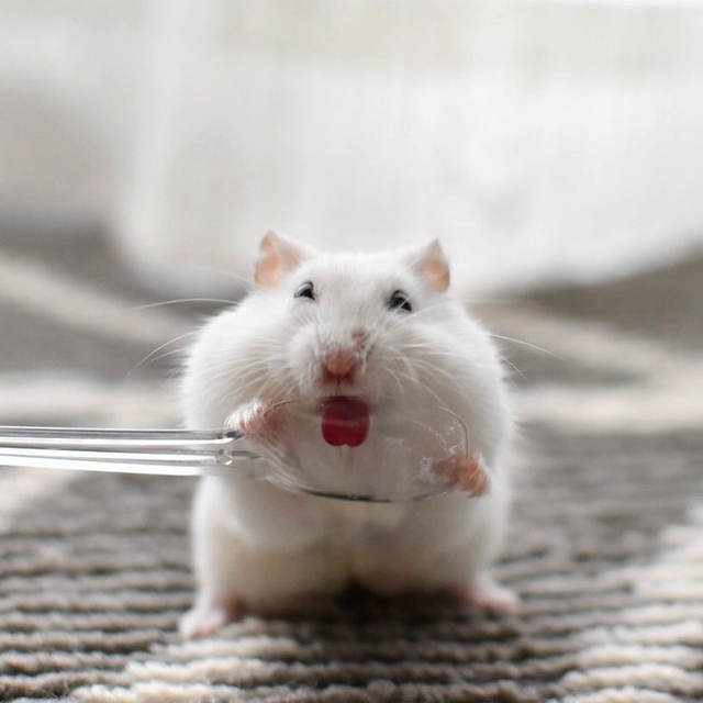 仓鼠都喜欢越狱吗,仓鼠喜欢越狱怎么办