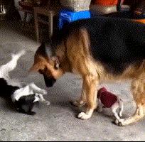 狗到底有多聪明,狗到底有多可爱