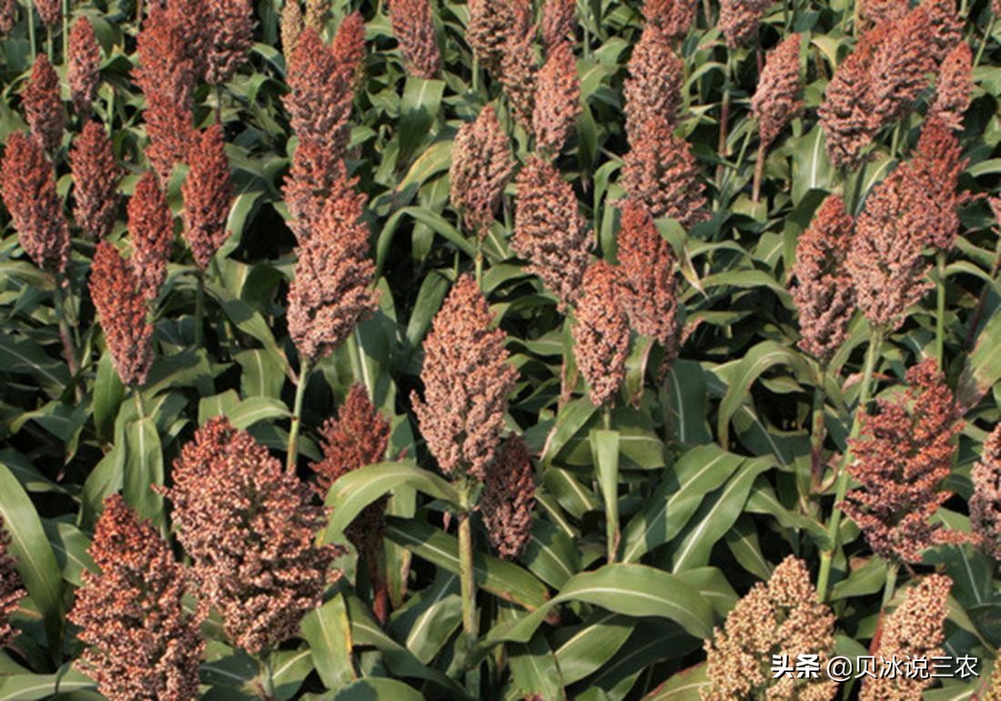 高粱种植技术和方法,高粱的正确播种方法