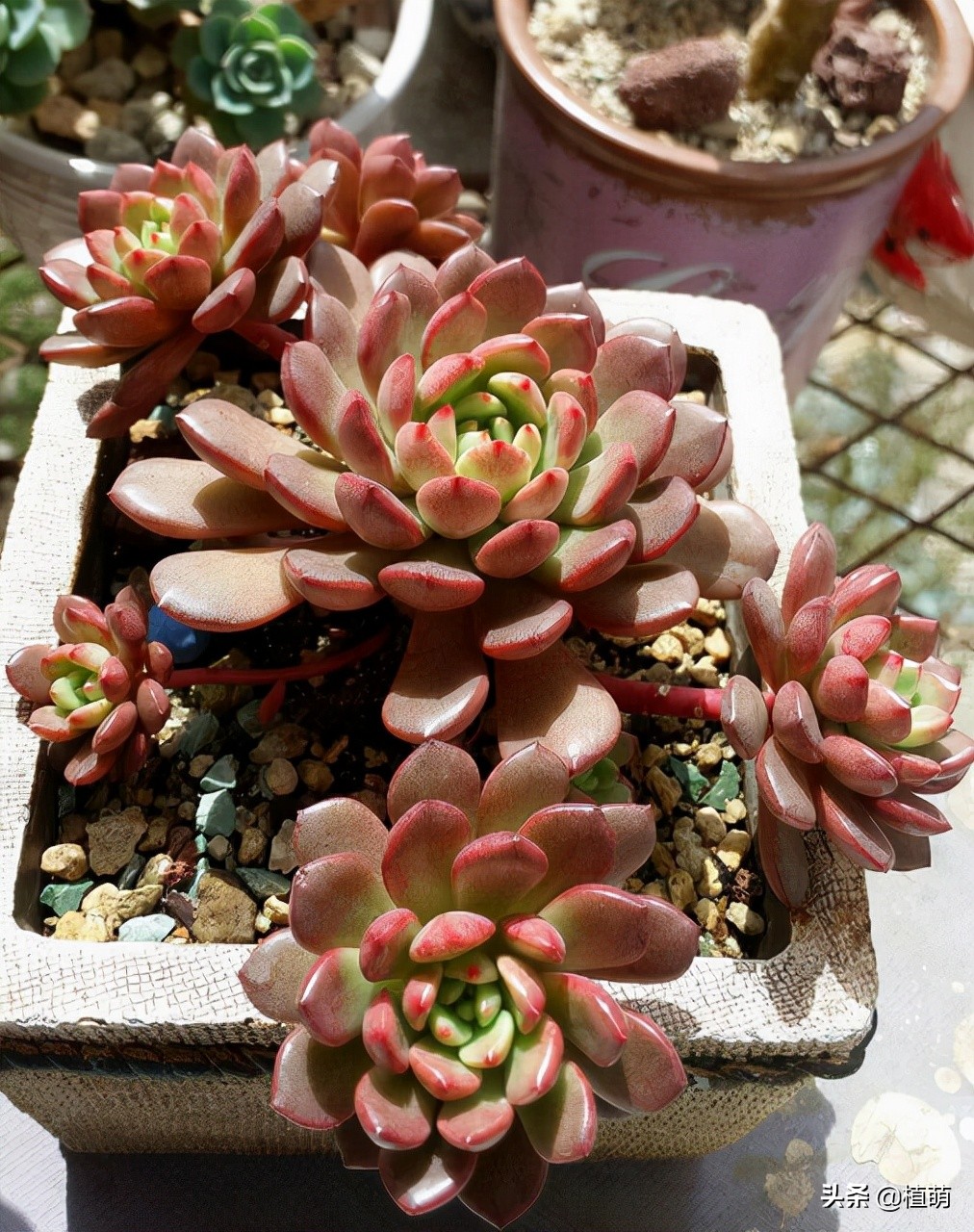 红宝石三年不爆盆是什么原因,红宝石怎么养爆盆