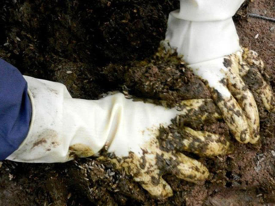 为什么都用玉米钓鱼,为什么用玉米一直钓到罗非鱼