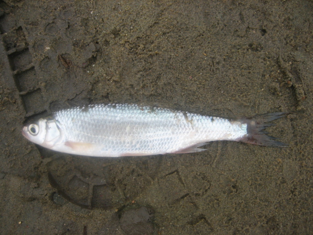松花江名鱼排行,黑龙江和松花江的鱼