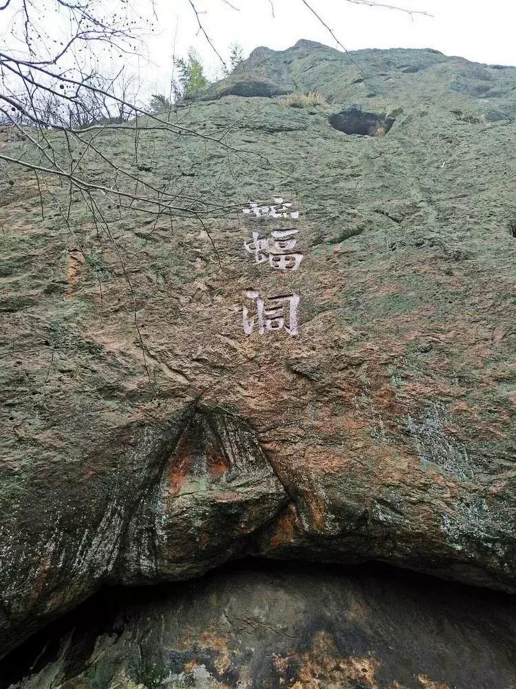 六安霍山蝙蝠洞茶叶,安徽六安蝙蝠洞瓜片