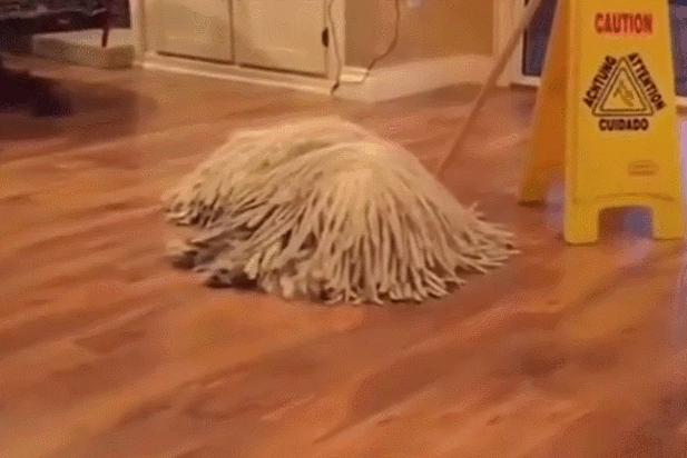 拖把狗是什么样子的,真正的拖把狗图片