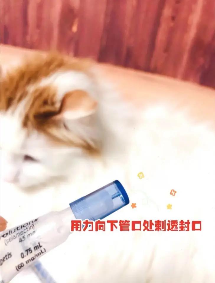 大宠爱是猫用的吗,大宠爱大规格