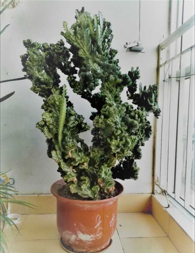 新家种什么盆栽净化空气,家里卧室适合养的盆栽