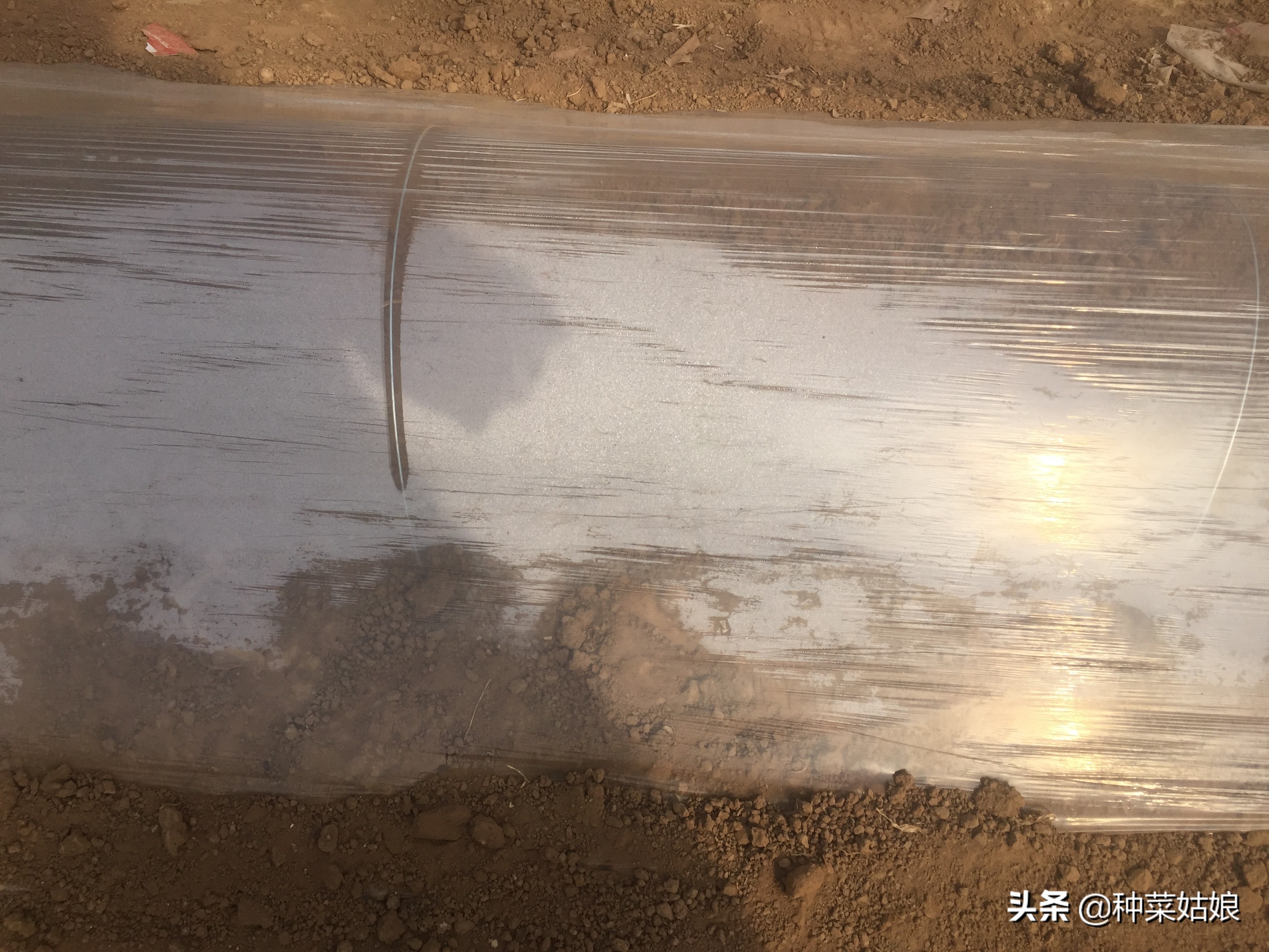 种菜出苗以后怎样管理,种菜出芽了怎么办