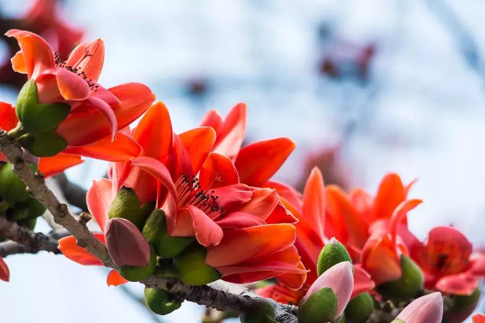 百花图谱大全100幅,工笔百花图谱100种