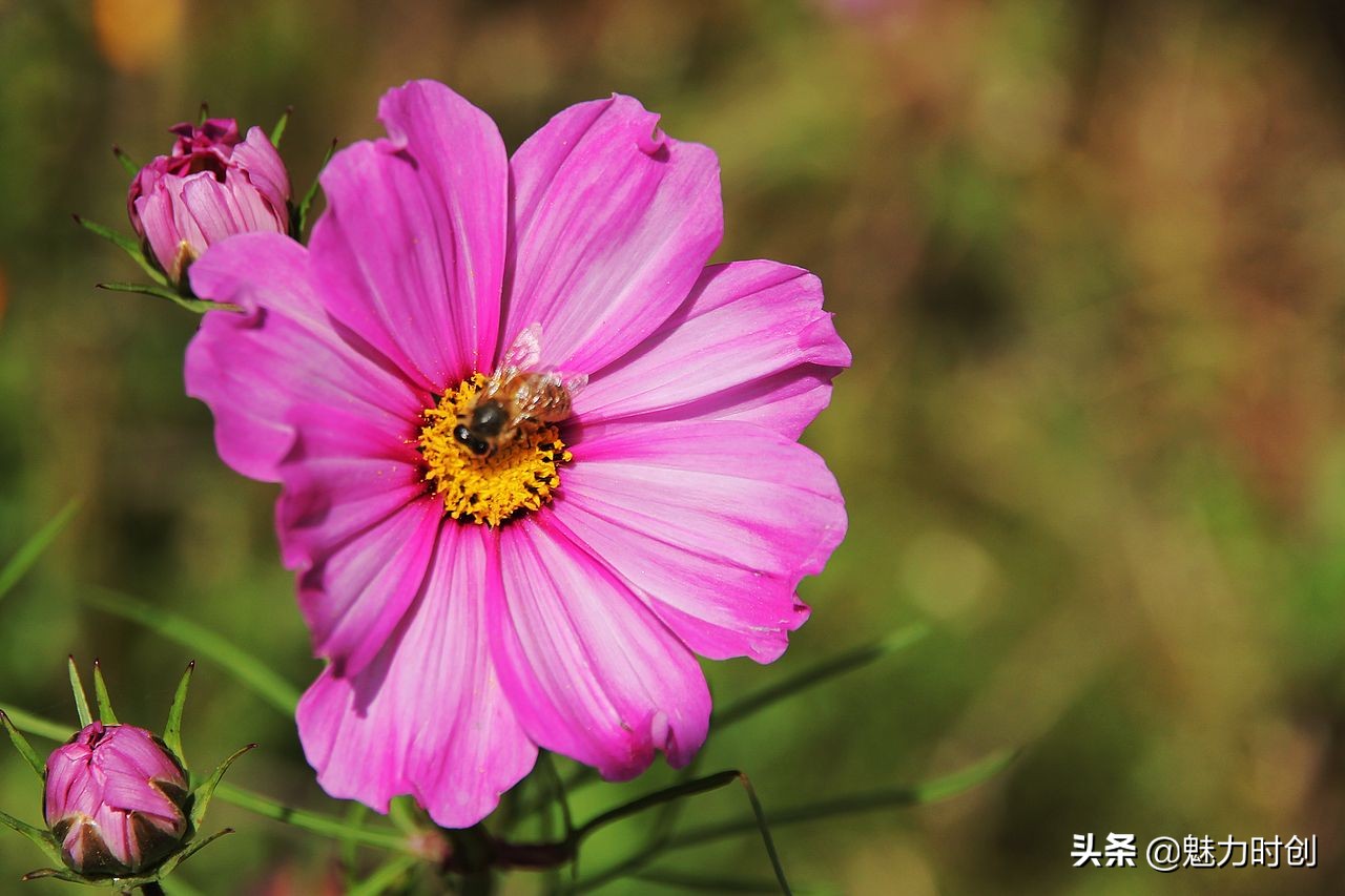 高素质红圈镜头,高画质挂机