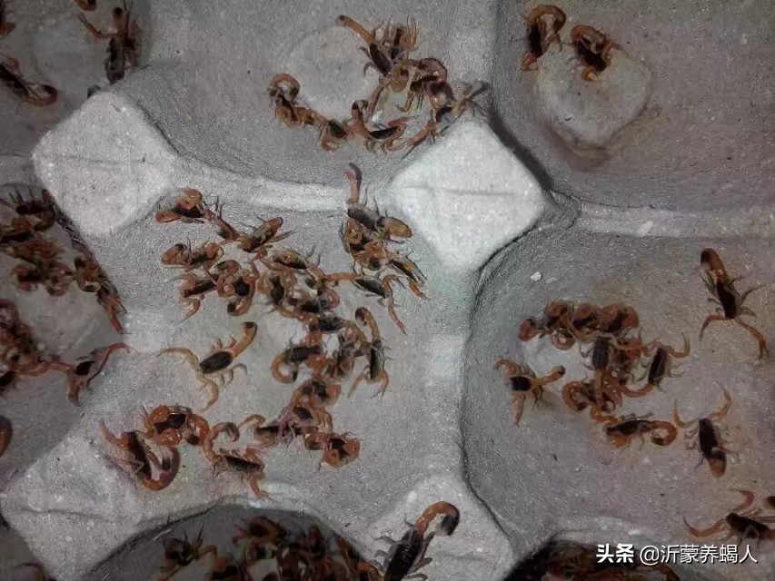 蝎子养殖都是是*局骗**吗？养蝎子能赚钱吗？养殖蝎子效益到底如何？