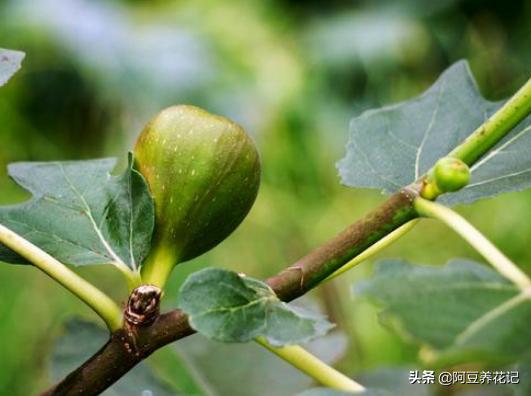 无花果适合家里养,无花果家养讲究