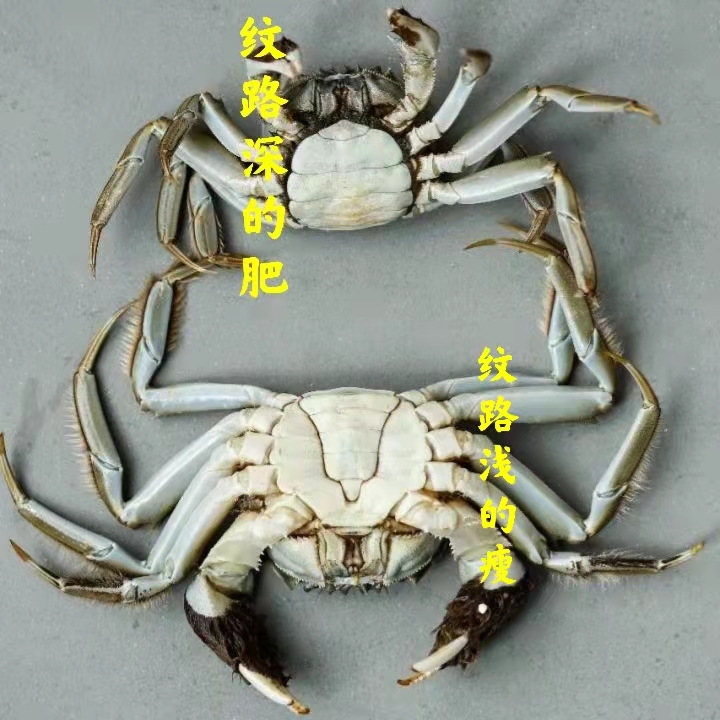 怎么挑选螃蟹肥不肥,怎样挑选螃蟹的肥度