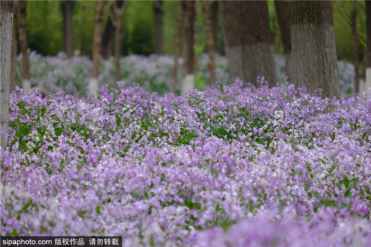 紫色花海好看的地方,北京冷门小众公园藏着粉黛花海
