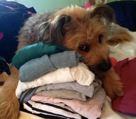 安检行李箱有只猫,网友在机场安检发现行李箱里的猫