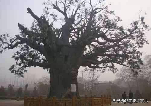 小拇脚趾盖为啥有两瓣,为什么小拇脚趾盖是两半的