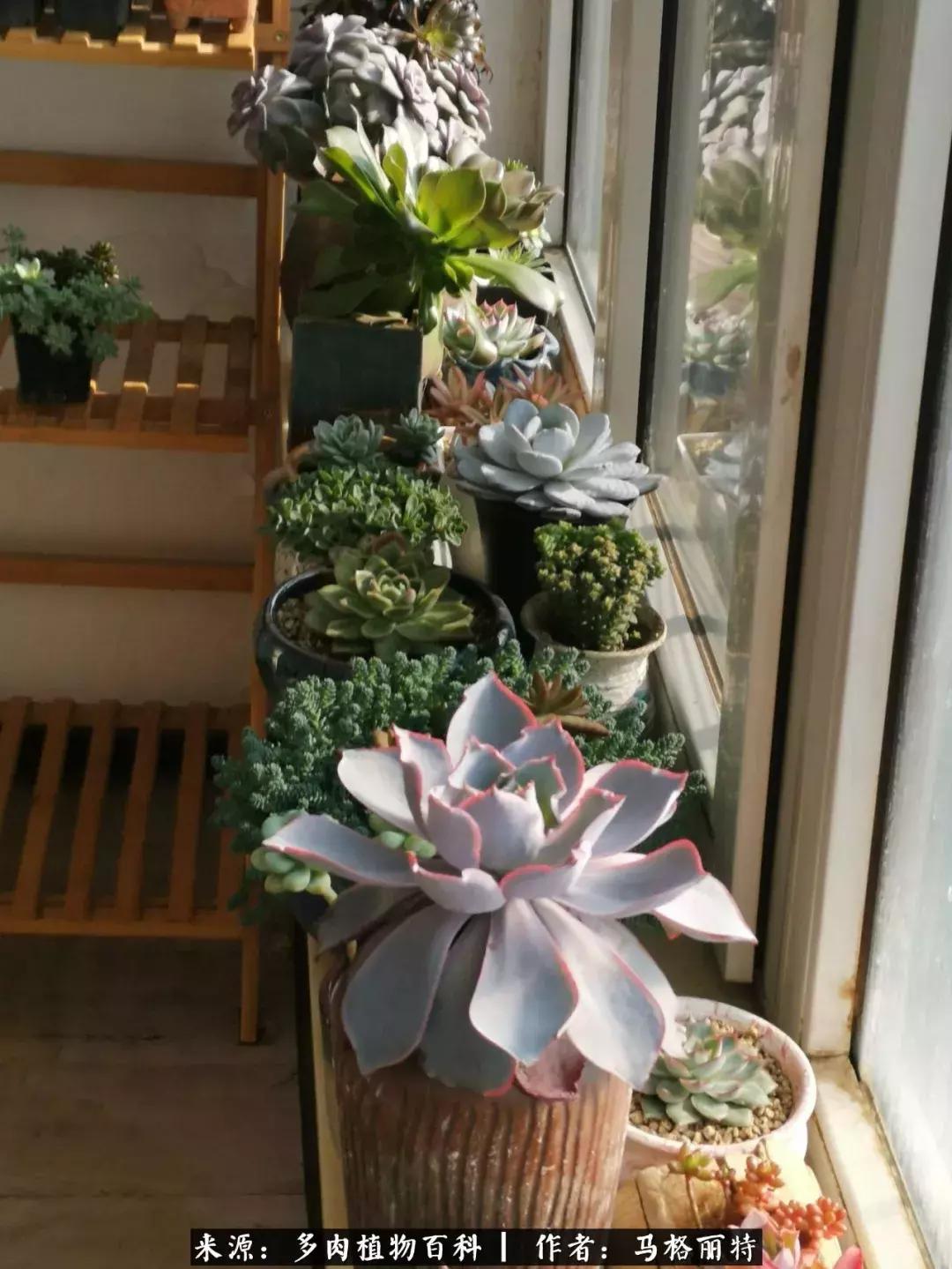 北方阳台多肉怎么过冬,北方阳台多肉