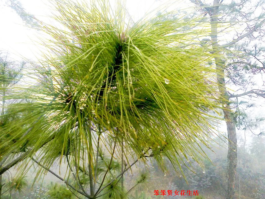 一个叫木头一个叫马尾民谣现场,一个叫木头一个叫马尾有什么含义