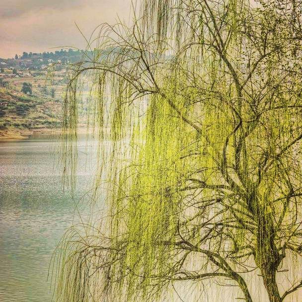 描写柳树的诗句名句,几句描写柳树的优美词句