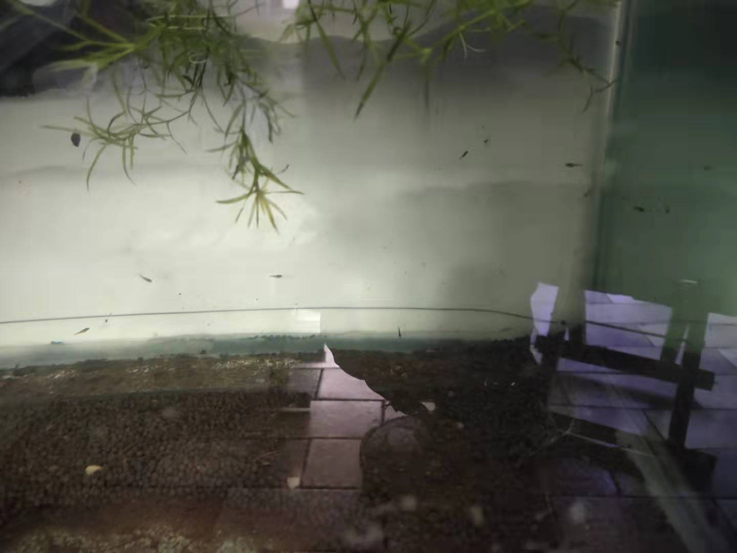 小金鱼怎么养才会生卵,家养的小金鱼会繁殖吗