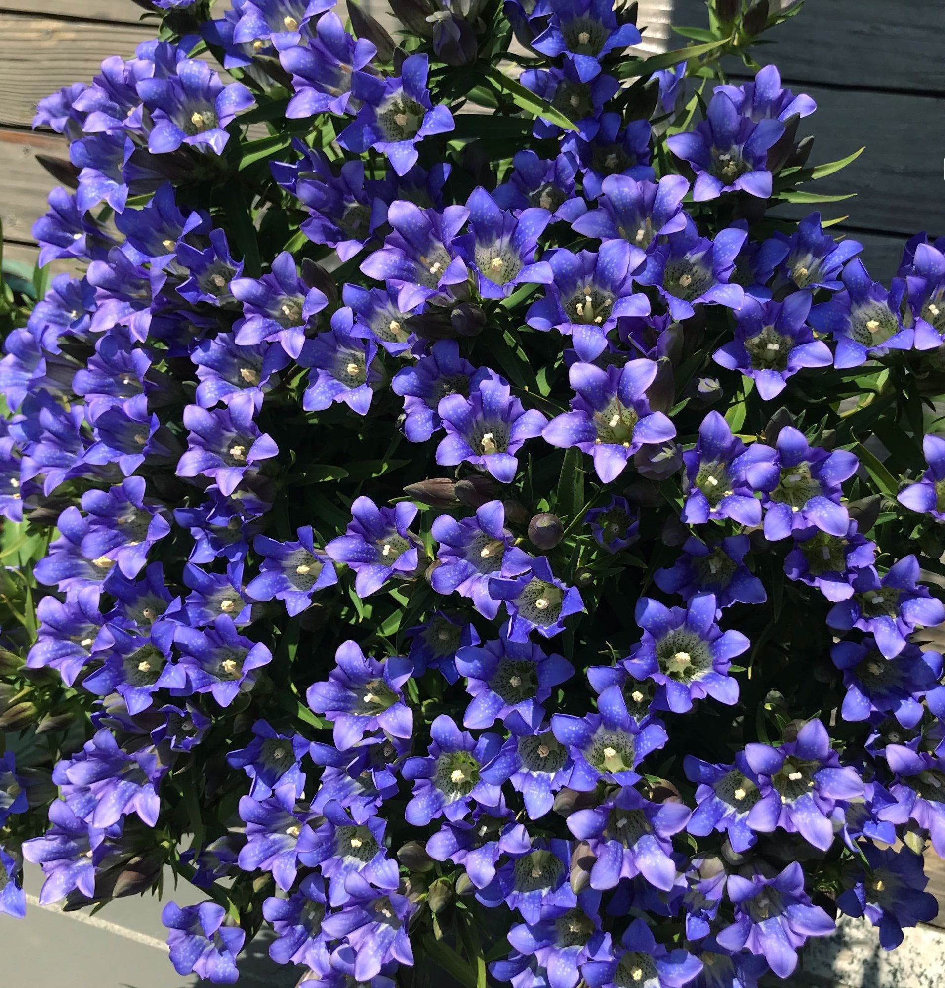 海洋之心花朵,海洋之心鲜花