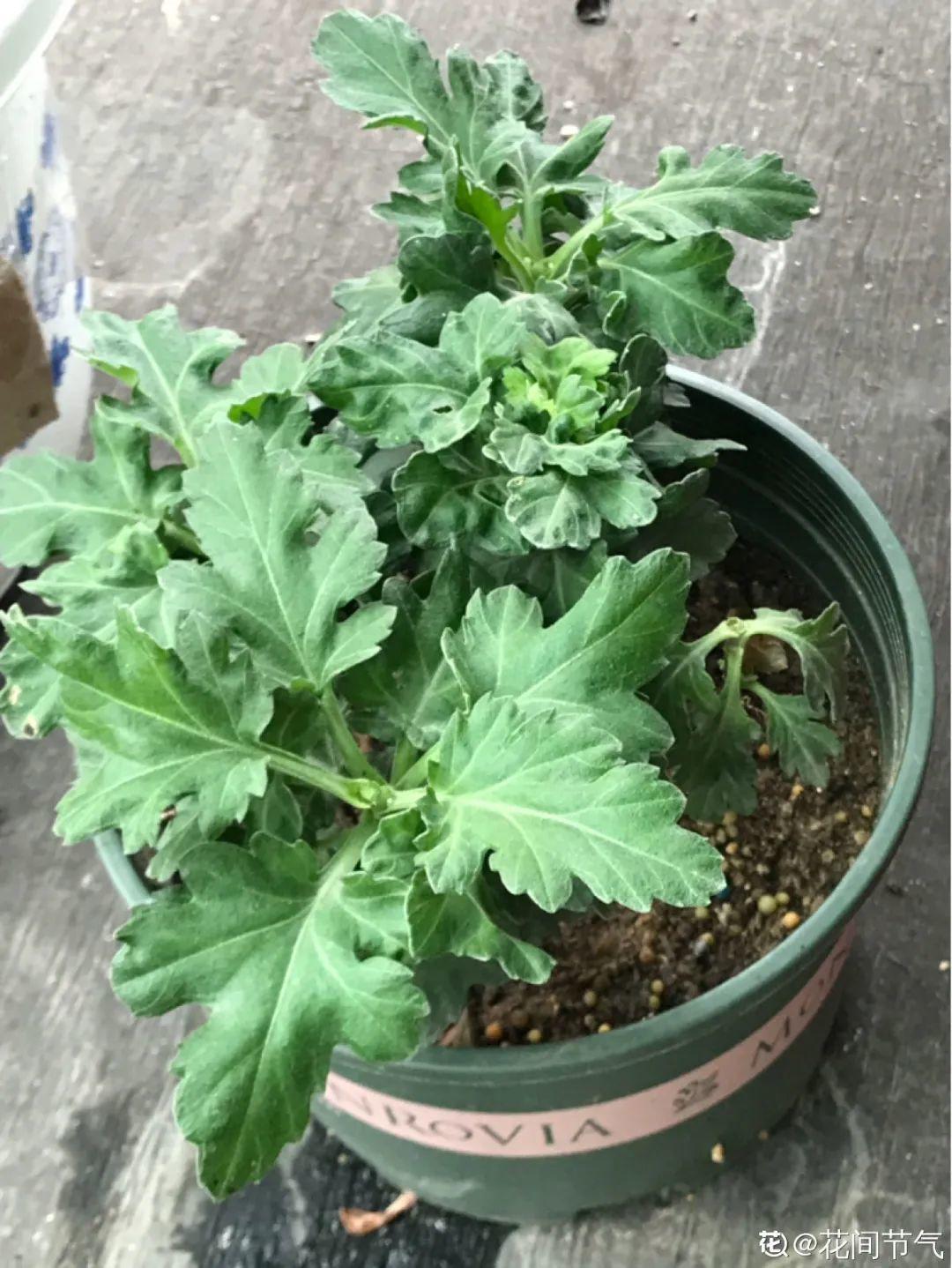 耐养的香水花,种室内香水花