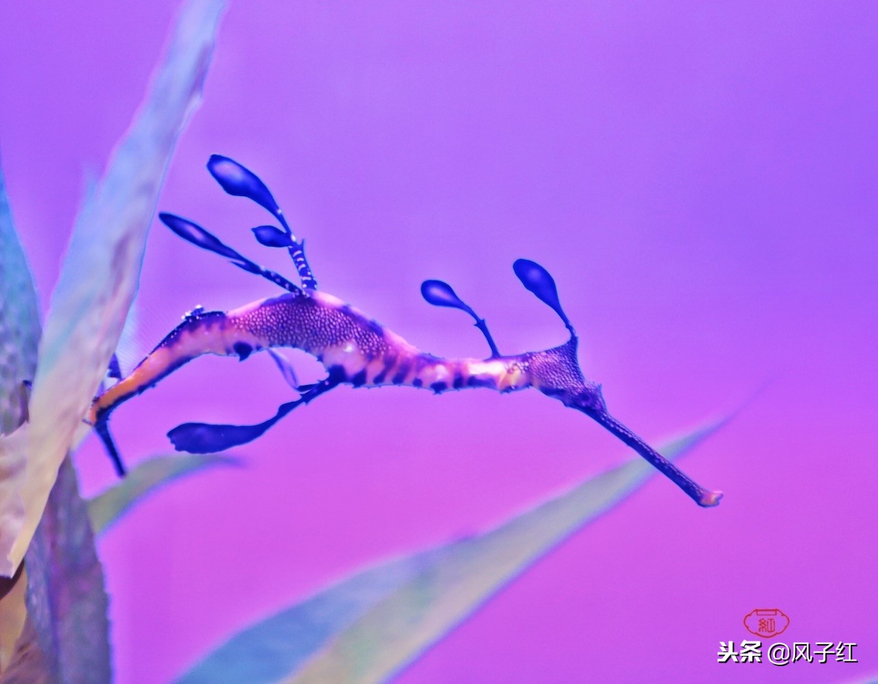 上海新地标丨海昌海洋公园一日游园玩法攻略