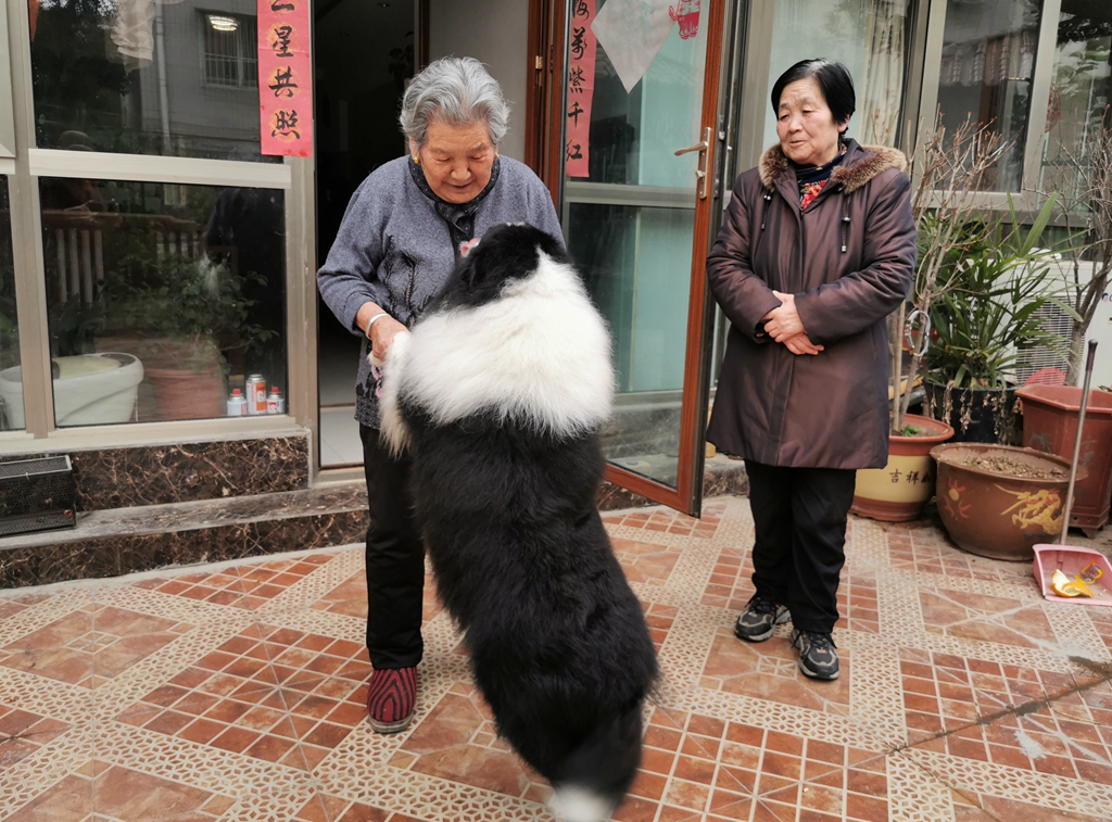 狗狗丢失找回技巧,狗狗丢失后如何尽快找回