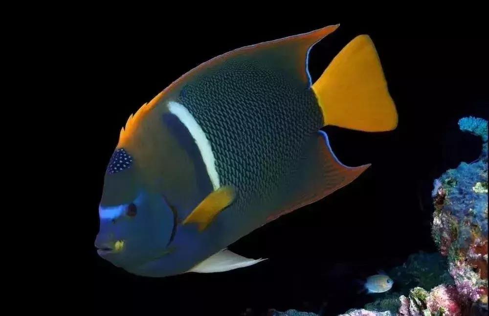 fot海水观赏鱼,fot鱼品种