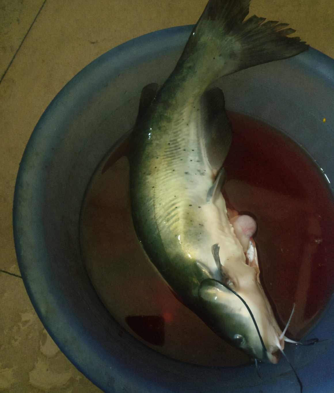 眉山钓鱼者钓了一条鲶鱼,四川钓活鮰鱼