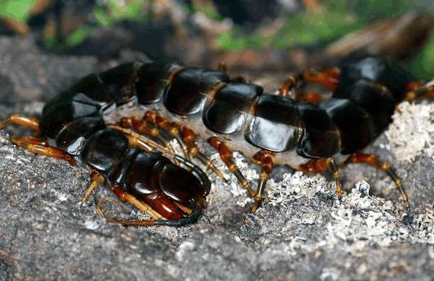 中国十大最毒蜈蚣排名,毒蜈蚣十大排行榜