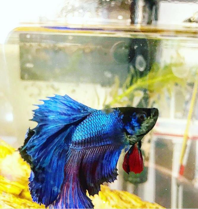 外国女子救下崩溃男子,外国女生救斗鱼