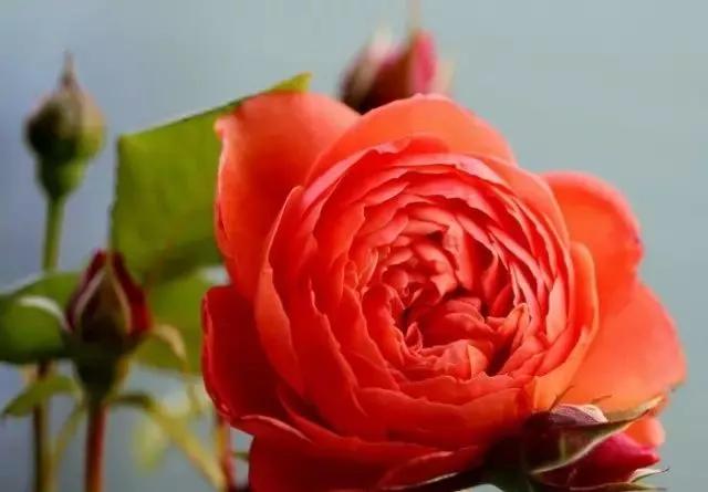 100种玫瑰图片大全,100种玫瑰鲜花你认识吗