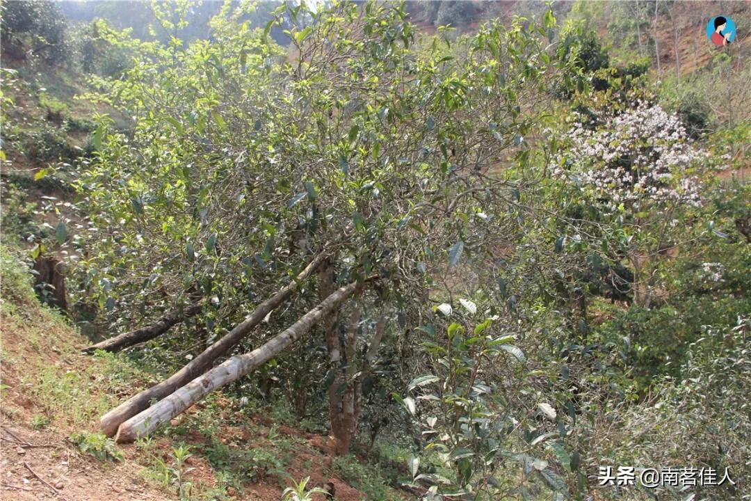 昔归古树茶价格多少是正品,昔归普洱茶多少钱一斤