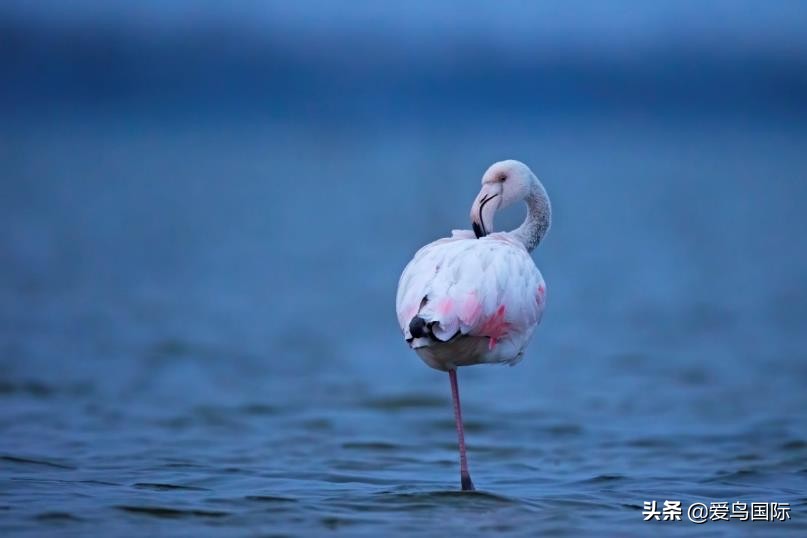 索尼selp1670镜头评测,索尼alpha9镜头