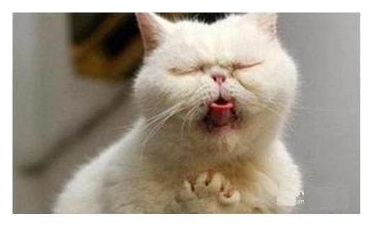 猫咪烧心怎么解决,猫咪肠胃炎拉血药推荐