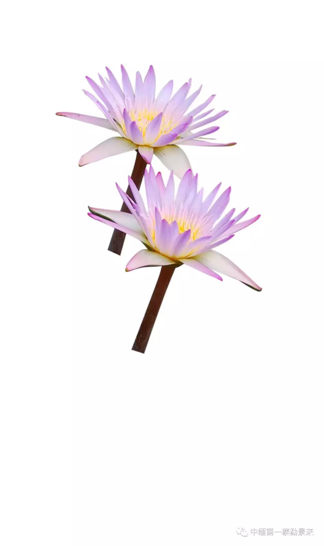 泰国顶级睡莲博士Dr.Nopchai版纳行，被勐景来圈粉