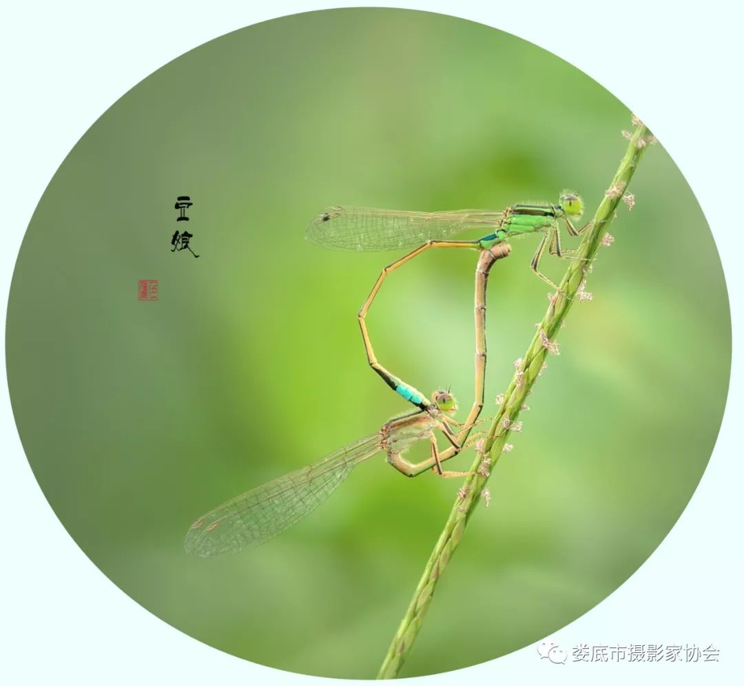 最新风景摄影小品欣赏,娄底景观小品