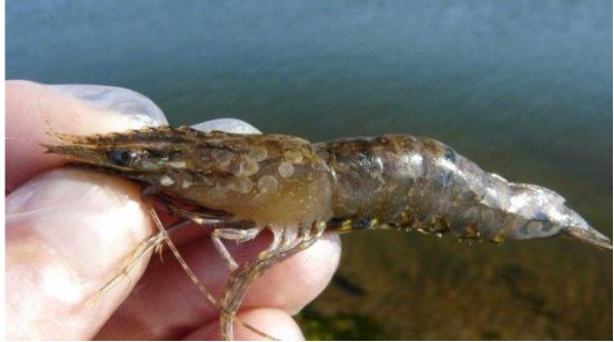 对虾病毒防控技术,对虾病毒如何防治