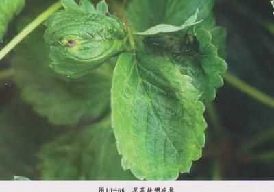 草莓叶茎发黑叶子干枯是什么病,草莓叶子变枯萎是得了什么病