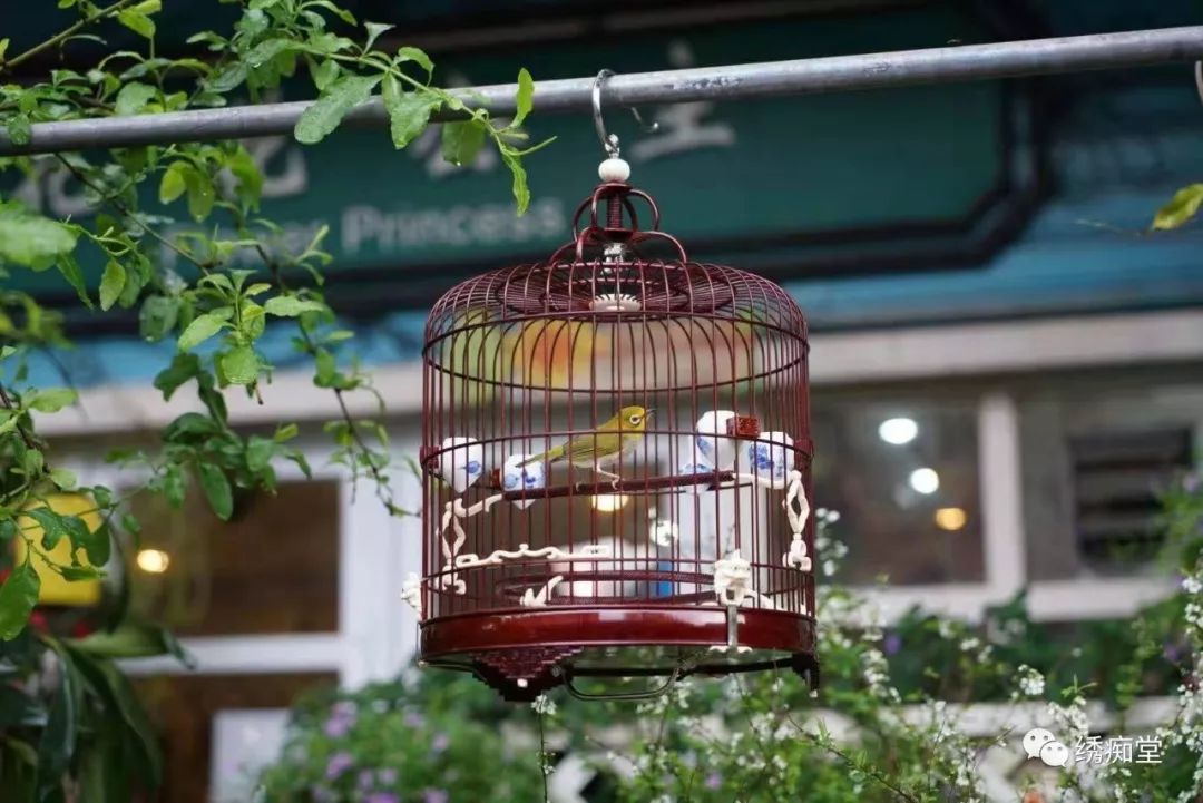 怎么分辨绣眼公母,绣眼一个月怎么判断公母