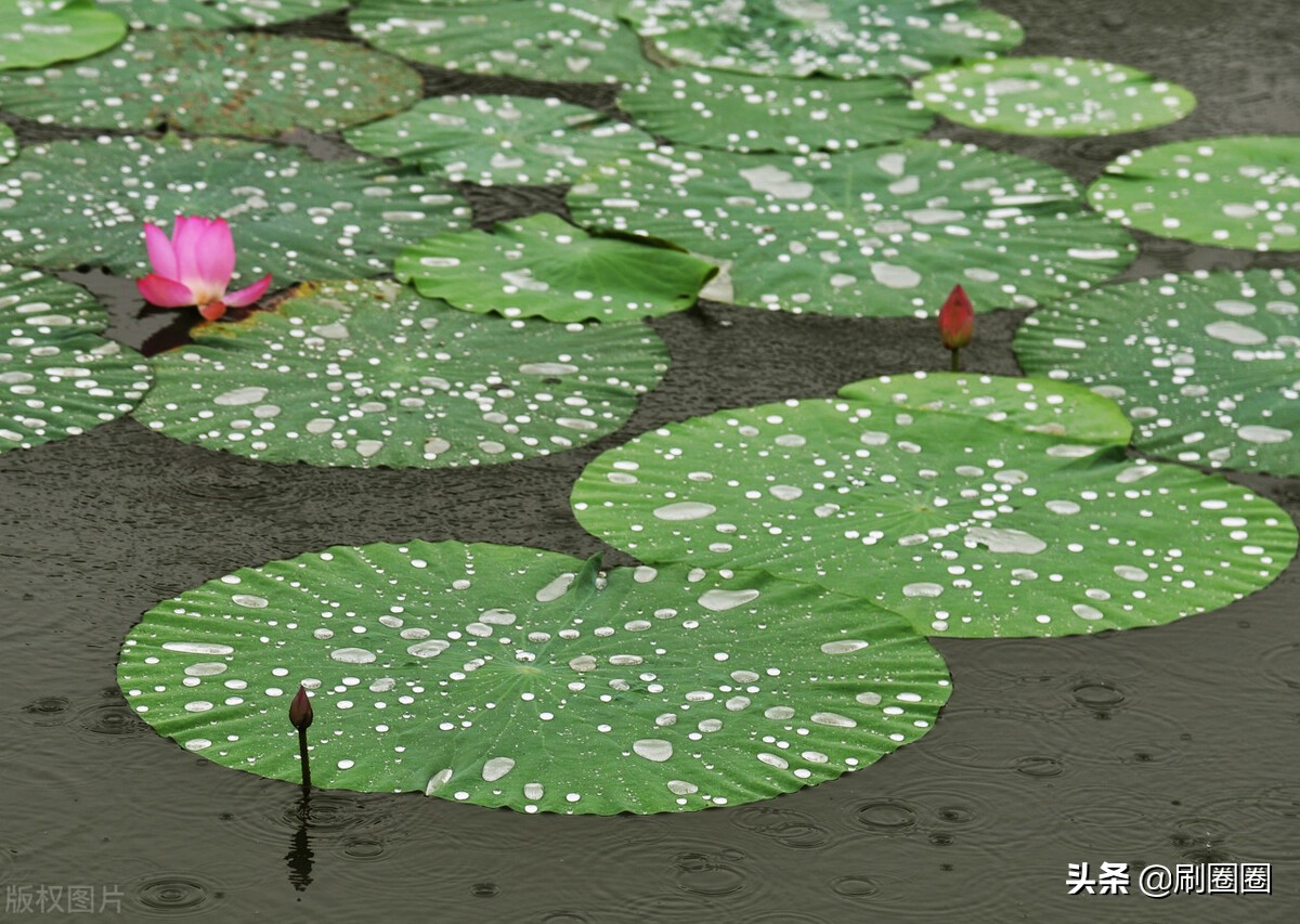 六年级作文一单元变形记范文,六上第一单元作文变形记优秀范文