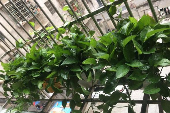 绿萝黄叶是什么原因如何处理,绿萝黄叶是什么问题怎么解决