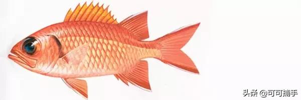 你不知道的海洋里面有什么,十种你没见过的海洋生物