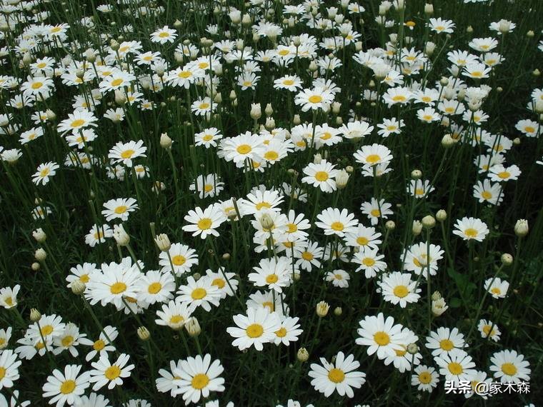 容易养活并驱蚊的植物,驱蚊虫最好的植物排行榜