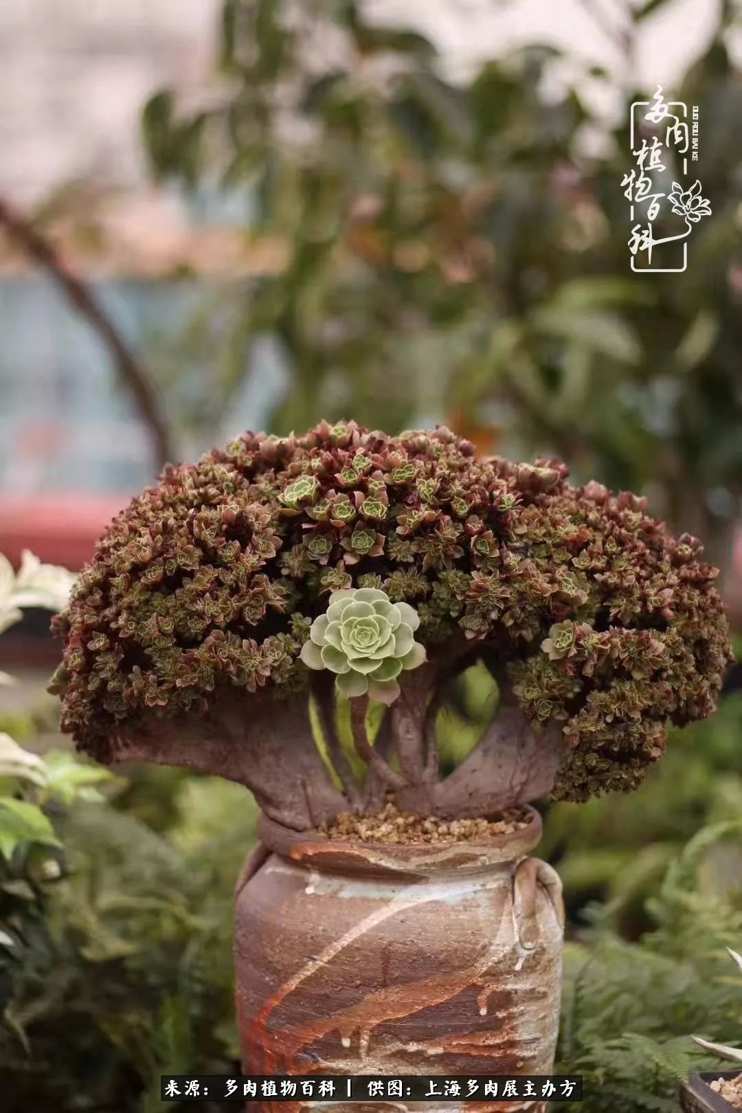 2023多肉展会直播,2023上海多肉植物展